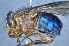  ( - TLW225)  @13 [ ] Copyright (2015) Terry Whitworth Department of Entomology, Washington State University