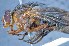  ( - TLW226)  @13 [ ] Copyright (2015) Terry Whitworth Department of Entomology, Washington State University