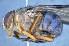  (Mesembrinella batesi - TLW227)  @12 [ ] Copyright (2015) Terry Whitworth Department of Entomology, Washington State University