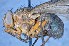  ( - TLW233)  @13 [ ] Copyright (2015) Terry Whitworth Department of Entomology, Washington State University