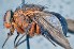  ( - TLW236)  @11 [ ] Copyright (2015) Terry Whitworth Department of Entomology, Washington State University