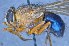  ( - TLW242)  @13 [ ] Copyright (2015) Terry Whitworth Department of Entomology, Washington State University