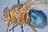  ( - TLW247)  @13 [ ] Copyright (2015) Terry Whitworth Department of Entomology, Washington State University