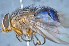  ( - TLW248)  @13 [ ] Copyright (2015) Terry Whitworth Department of Entomology, Washington State University