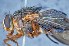  ( - TLW250)  @13 [ ] Copyright (2015) Terry Whitworth Department of Entomology, Washington State University