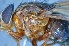  ( - TLW260)  @11 [ ] Copyright (2015) Terry Whitworth Department of Entomology, Washington State University