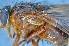  ( - TLW261)  @11 [ ] Copyright (2015) Terry Whitworth Department of Entomology, Washington State University