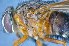  ( - TLW264)  @11 [ ] Copyright (2015) Terry Whitworth Department of Entomology, Washington State University