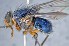  ( - TLW269)  @13 [ ] Copyright (2015) Terry Whitworth Department of Entomology, Washington State University