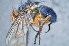  (Mesembrinella lara - TLW270)  @11 [ ] Copyright (2015) Terry Whitworth Department of Entomology, Washington State University