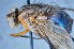  ( - TLW282)  @11 [ ] Copyright (2015) Terry Whitworth Department of Entomology, Washington State University