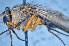  ( - TLW283)  @11 [ ] Copyright (2015) Terry Whitworth Department of Entomology, Washington State University