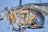  ( - TLW284)  @12 [ ] Copyright (2015) Terry Whitworth Department of Entomology, Washington State University