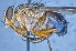  ( - TLW289)  @11 [ ] Copyright (2015) Terry Whitworth Department of Entomology, Washington State University