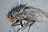  ( - TLW290)  @11 [ ] Copyright (2015) Terry Whitworth Department of Entomology, Washington State University
