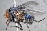  ( - TLW291)  @11 [ ] Copyright (2015) Terry Whitworth Department of Entomology, Washington State University