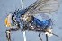  ( - TLW294)  @11 [ ] Copyright (2015) Terry Whitworth Department of Entomology, Washington State University