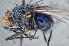  ( - TLW298)  @11 [ ] Copyright (2015) Terry Whitworth Department of Entomology, Washington State University