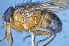  ( - TLW302)  @11 [ ] Copyright (2015) Terry Whitworth Department of Entomology, Washington State University