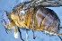  ( - TLW305)  @11 [ ] Copyright (2015) Terry Whitworth Department of Entomology, Washington State University