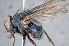  ( - TLW307)  @11 [ ] Copyright (2015) Terry Whitworth Department of Entomology, Washington State University