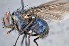  ( - TLW308)  @11 [ ] Copyright (2015) Terry Whitworth Department of Entomology, Washington State University