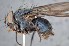  ( - TLW309)  @11 [ ] Copyright (2015) Terry Whitworth Department of Entomology, Washington State University