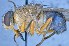  ( - TLW311)  @11 [ ] Copyright (2015) Terry Whitworth Department of Entomology, Washington State University