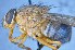  ( - TLW313)  @11 [ ] Copyright (2015) Terry Whitworth Department of Entomology, Washington State University