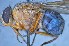  ( - TLW314)  @12 [ ] Copyright (2015) Terry Whitworth Department of Entomology, Washington State University