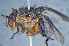  (Mesembrinella townsendi - TLW316)  @13 [ ] Copyright (2015) Terry Whitworth Department of Entomology, Washington State University