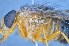  ( - TLW321)  @11 [ ] Copyright (2015) Terry Whitworth Department of Entomology, Washington State University