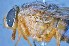  ( - TLW323)  @11 [ ] Copyright (2015) Terry Whitworth Department of Entomology, Washington State University