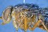  ( - TLW325)  @11 [ ] Copyright (2015) Terry Whitworth Department of Entomology, Washington State University