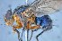  ( - TLW332)  @11 [ ] Copyright (2015) Terry Whitworth Department of Entomology, Washington State University