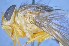  ( - TLW339)  @11 [ ] Copyright (2015) Terry Whitworth Department of Entomology, Washington State University