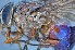  ( - TLW340)  @11 [ ] Copyright (2015) Terry Whitworth Department of Entomology, Washington State University