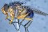  ( - TLW344)  @13 [ ] Copyright (2015) Terry Whitworth Department of Entomology, Washington State University