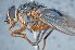  ( - TLW355)  @13 [ ] Copyright (2015) Terry Whitworth Department of Entomology, Washington State University