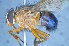  ( - TLW357)  @13 [ ] Copyright (2015) Terry Whitworth Department of Entomology, Washington State University