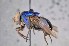  ( - TLW369)  @13 [ ] Copyright (2015) Terry Whitworth Department of Entomology, Washington State University