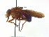 ( - TLW370)  @11 [ ] Copyright (2015) J.E. O'Hara Canadian National Collection of Insects