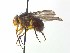  ( - TLW371)  @13 [ ] Copyright (2015) J.E. O'Hara Canadian National Collection of Insects