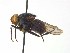 ( - TLW373)  @11 [ ] Copyright (2015) J.E. O'Hara Canadian National Collection of Insects