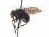  (Mesembrinella spicata - TLW374)  @13 [ ] Copyright (2015) J.E. O'Hara Canadian National Collection of Insects