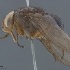  (Mesembrinella peregrina - TLW388)  @11 [ ] Copyright (2011) Terry Whitworth Washington State University