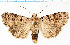  (Eugnorisma depunctum - ZMUO.064885)  @11 [ ] CreativeCommons  Attribution Non-Commercial Share-Alike (2022) Unspecified University of Oulu
