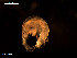  ( - MT00025)  @12 [ ] CreativeCommons - Attribution Share-Alike (2014) Michael Raupach DZMB / Senckenberg am Meer