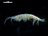  ( - MT03104)  @13 [ ] CreativeCommons - Attribution Non-Commercial Share-Alike (2011) Michael Raupach DZMB / Senckenberg am Meer