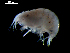  ( - MT03929)  @13 [ ] CreativeCommons - Attribution Non-Commercial Share-Alike (2014) Unspecified Deutsce Zentrum fuer Marine Biodiversitaetsforschung